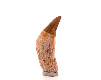 Gavialimimus almaghribensis Mosasaur tooth, Late Cretaceous, Morocco (2.29")
