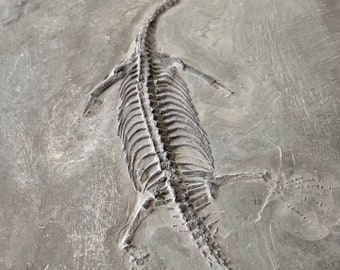 Keichousaurus Hui fósil, reptil marino