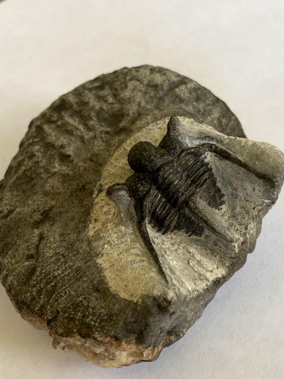 Trilobite Fossil, Cyphaspis Kraidensis - Etsy