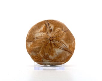Pygurus Marmonti, sea urchin from Jurassic, Madagascar (2.88")