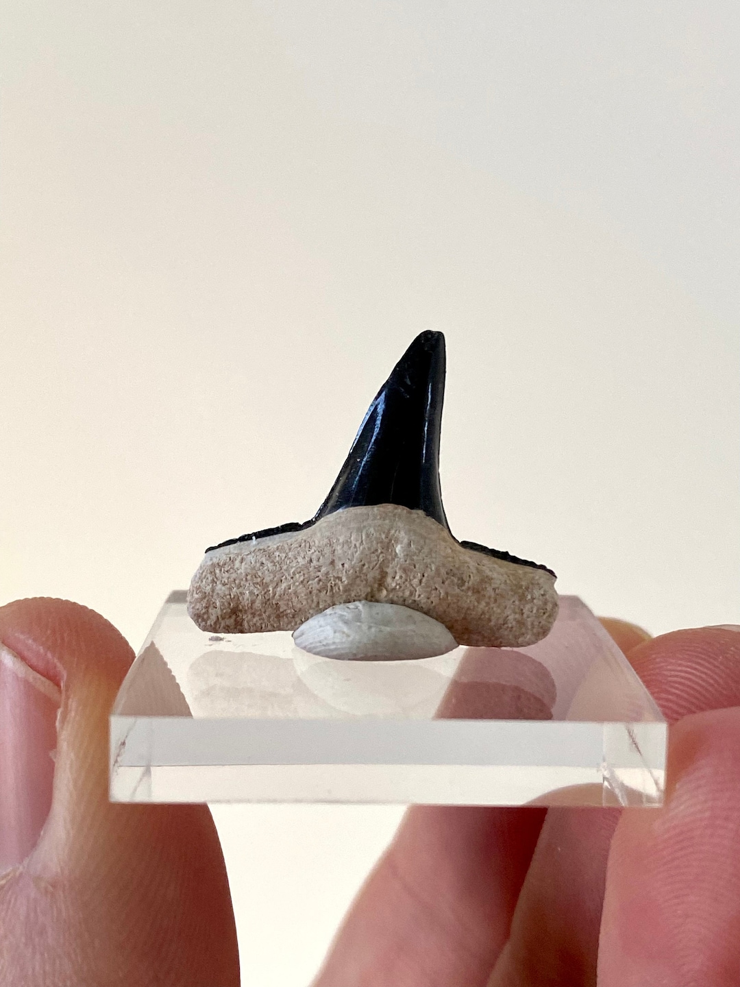 Bone Valley Lemon Shark Tooth Fossil Etsy