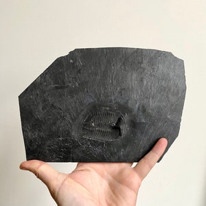 Chotecops ferdinandi trilobite fossil (Bundenbach)