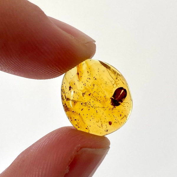 Burmese Amber with small beetle species