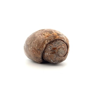 Versteinertes fossiles Gastropodenfossil aus Indien (Kreidezeit)