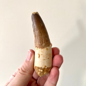 Large Spinosaurus fossil tooth, (9.5cm)