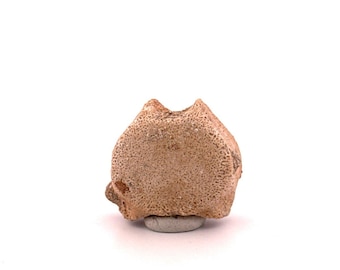 Small Mosasaur caudal vertebra from Late Cretaceous, Morocco (1.23")