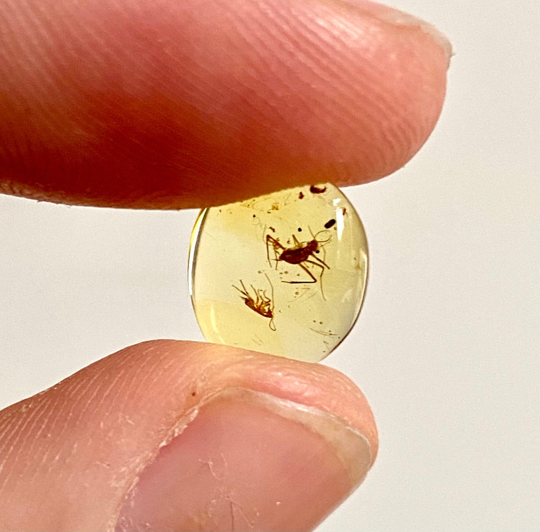 Flies unknown Species in Burmese Amber Fossil Resin Etsy