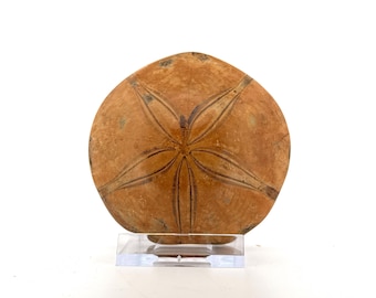 Pygurus Marmonti, sea urchin from Jurassic, Madagascar (2.79")