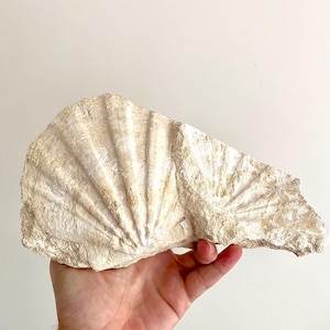 Könnte beinhalten: Ein großes, cremefarbenes, versteinertes Muschelschalenfragment mit fächerförmigem Muster. Die Schale hat eine raue, strukturierte Oberfläche. Ein natürliches Dekorationsobjekt.