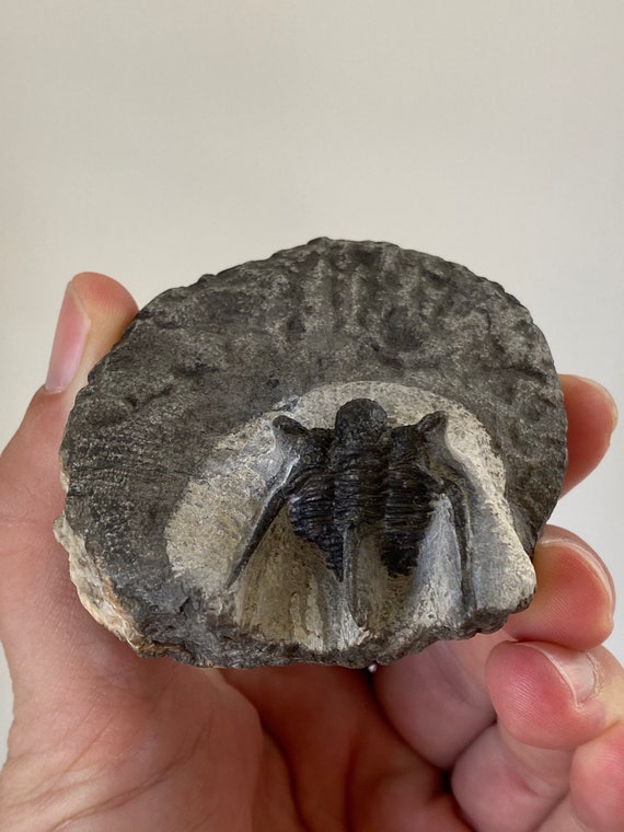 Trilobite Fossil, Cyphaspis Kraidensis - Etsy