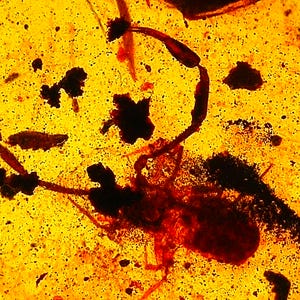 Peut inclure: Gros plan sur de l'ambre avec un scorpion préservé. L'ambre est de couleur jaune-orangé translucide, avec le scorpion en rouge foncé et noir. Les détails du scorpion sont visibles, y compris son corps segmenté et ses pinces.