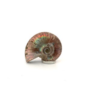 Op de afbeelding: Een gepolijst ammonietfossiel met iriserende kleuren groen, rood en goud. De spiraalvormige schelp wordt op een witte achtergrond getoond, waarbij de ingewikkelde details en natuurlijke schoonheid worden benadrukt. Een uniek decoratief item.