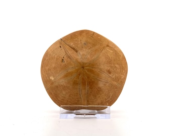 Pygurus Marmonti, sea urchin from Jurassic, Madagascar (3.06")
