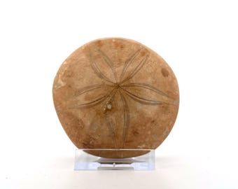 Pygurus Marmonti, sea urchin from Jurassic, Madagascar (2.81")