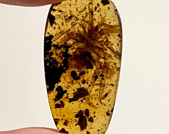 Spider in Burmese Amber, fossil tree resin