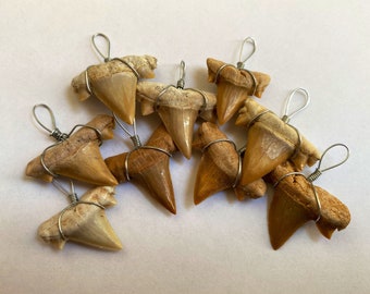 Shark tooth fossil, necklace pendant, 1 piece (Cretolamna species)