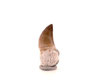 Rooted Mosasaur tooth from Late Cretaceous, Morocco (1.73")