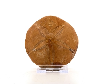 Pygurus Marmonti, sea urchin from Jurassic, Madagascar (3.05")