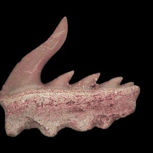 Op de afbeelding: Een lichtroze, gefossiliseerde haaientand met een gebogen, puntige punt en meerdere gekartelde randen. Het fossiel heeft een ruw, getextureerd oppervlak tegen een zwarte achtergrond. De vorm doet denken aan een prehistorisch wapen.
