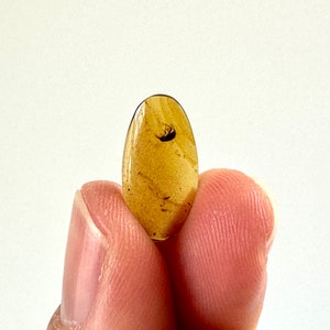 Könnte beinhalten: Ein ovaler, durchscheinender Bernstein mit einem kleinen Insekteneinschluss. Die Farbe des Bernsteins ist ein warmes, goldgelbes Gelb. Der Hintergrund ist weiß.
