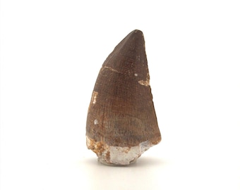 Mosasaur tooth fossil from Late Cretaceous, Morocco (2.42")