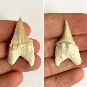 Otodus obliquus Shark fossil, Pathologic fossil