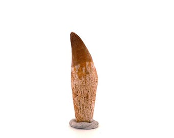 Rooted Mosasaur tooth from Late Cretaceous, Morocco (2.16")