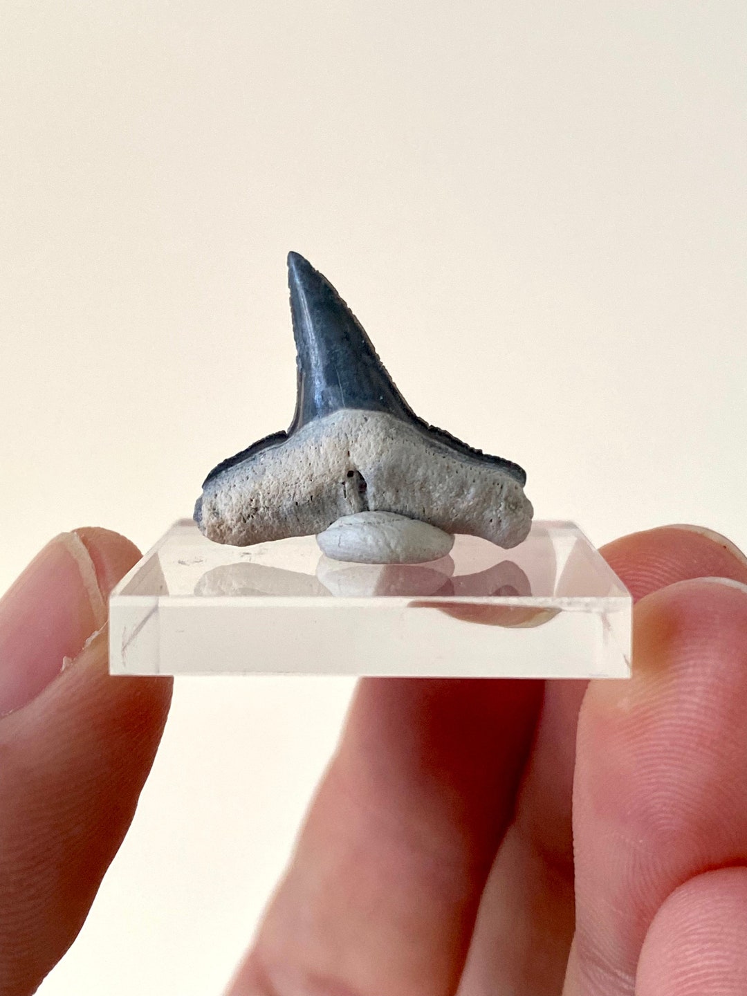 Bone Valley Lemon Shark Tooth Fossil - Etsy