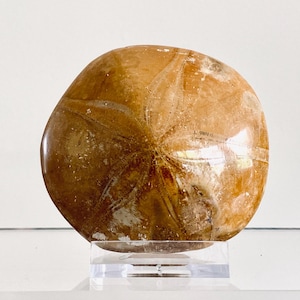 Pygurus Marmonti, 150 million years old fossil sea urchin, from Madagascar (2.91")