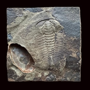 Könnte beinhalten: Ein versteinertes Trilobiten-Fossil in einer grauen Steinmatrix. Der Trilobit, mit seinem segmentierten Körper und Kopfschild, ist gut erhalten. Ein separates, ovales Fossil ist ebenfalls sichtbar. Der Stein hat eine raue Textur, vor schwarzem Hintergrund.