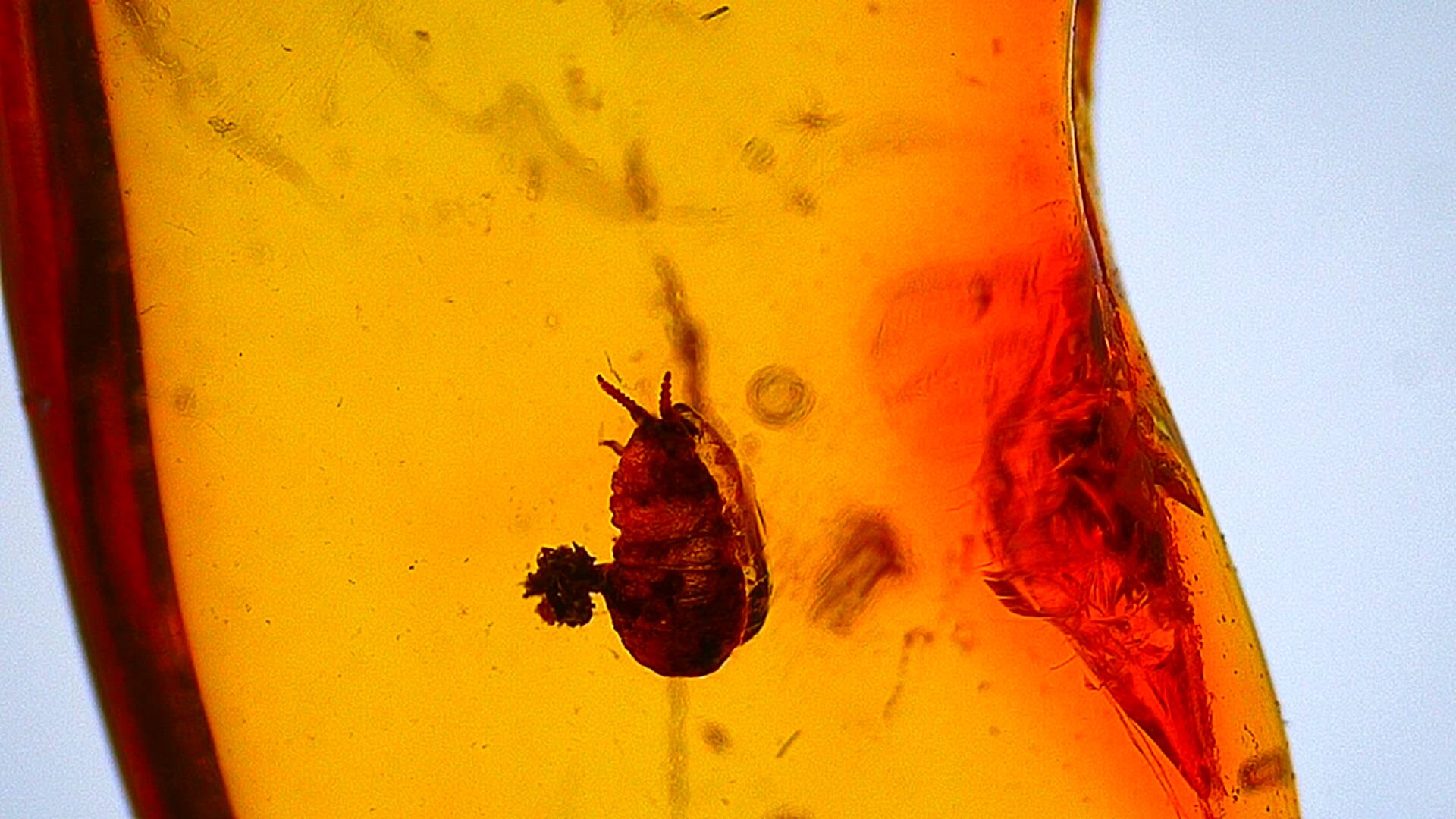 Baltic Amber with a Coccina Pityococcidae Species