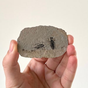 Fossilized Dragonfly Larvae insect (Libellula Doris)