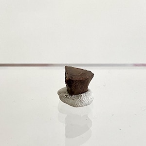 0.41" Triceratops Horridus fossil spitter tooth fragment, dinosaur tooth