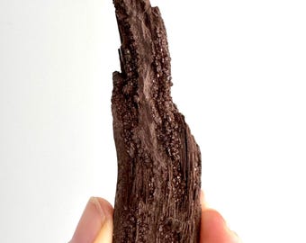Permineralized Wood Covered In Druzy Quartz (3.42") from Eocene, Germany