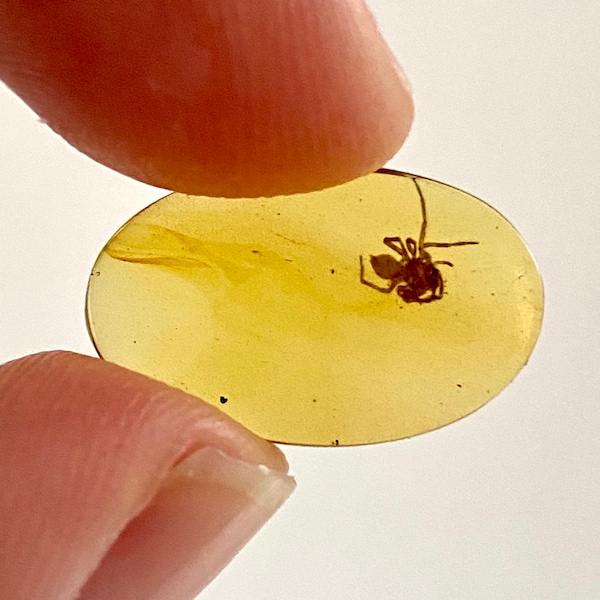 Spider in Burmese Amber, fossil tree resin