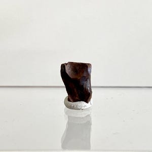 0.57" Triceratops Horridus fossil spitter tooth fragment, dinosaur tooth