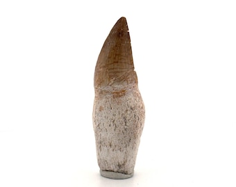 Rooted Mosasaur tooth from Late Cretaceous, Morocco (2.65")