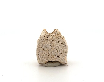 Small Mosasaur caudal vertebra from Late Cretaceous, Morocco (1.24")