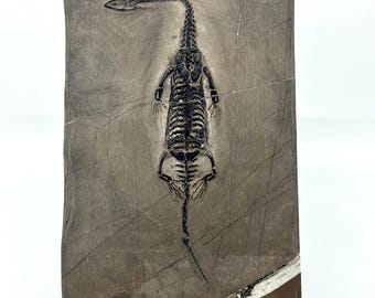 Keichousaurus hui Fossil Triassic Marine Reptile (8.27") from China