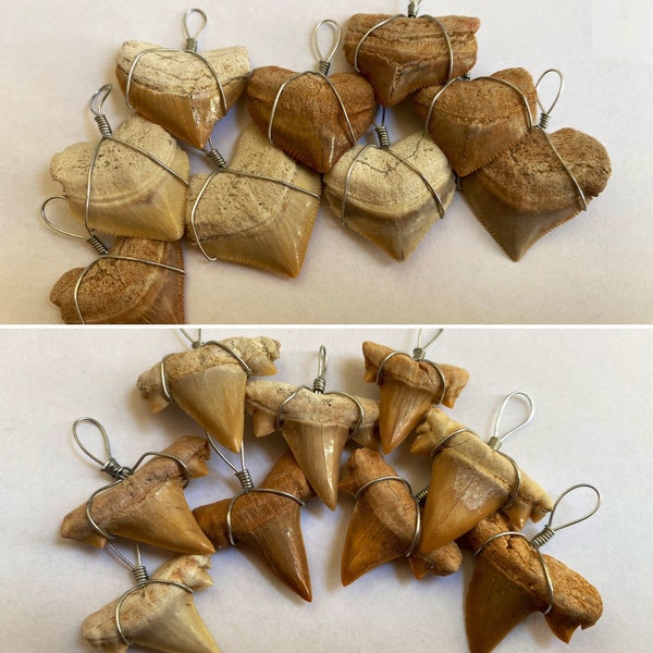 shark teeth fossil necklace pendants (1x different pieces)