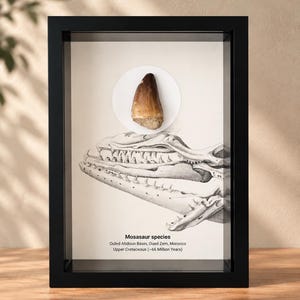 Op de afbeelding: Een ingelijste display met een gefossiliseerde Mosasaurus-tand boven een zwart-witte illustratie van een Mosasaurus-schedel. De tekst luidt: Mosasaur species, Ouled Abdoun Basin, Oued Zem, Morocco, Upper Cretaceous (~66 Million Years).