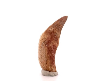 Gavialimimus almaghribensis Mosasaur tooth, Late Cretaceous, Morocco (2.11")