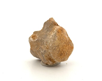 Small Mosasaur caudal vertebra from Late Cretaceous, Morocco (1.38")