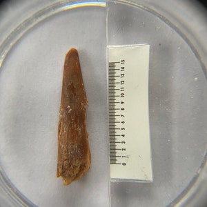 Pterosaur fossil tooth (Siroccopteryx).