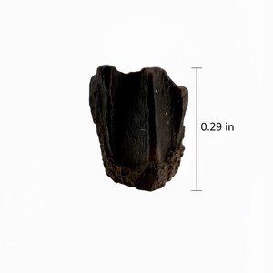 Op de afbeelding: Een donkerbruin gefossiliseerd tandfragment, ongeveer 0,74 cm lang. De tand heeft een ruw, getextureerd oppervlak en een holle binnenkant. De basis van de tand heeft een getextureerd, wortelachtig uiterlijk. De achtergrond is wit.
