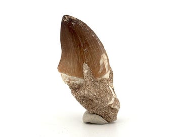 Mosasaur tooth fossil from Late Cretaceous, Morocco (1.29")