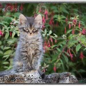 Gorgeous Kitten Greeting Cards - Original Photography, Siberian Cat Owner Gift, All-Occasion Blank Card, Kitten Photography, Gift Card Set