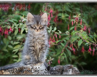 Gorgeous Kitten Greeting Cards - Original Photography, Siberian Cat Owner Gift, All-Occasion Blank Card, Kitten Photography, Gift Card Set