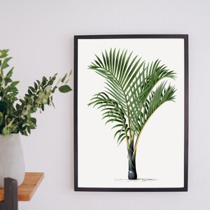 Antique Palm Tree, 19th Century Painting, 19th century Portrait, Tropical Prints, Decor Painting, Instant Download, Palm Tree Printable
