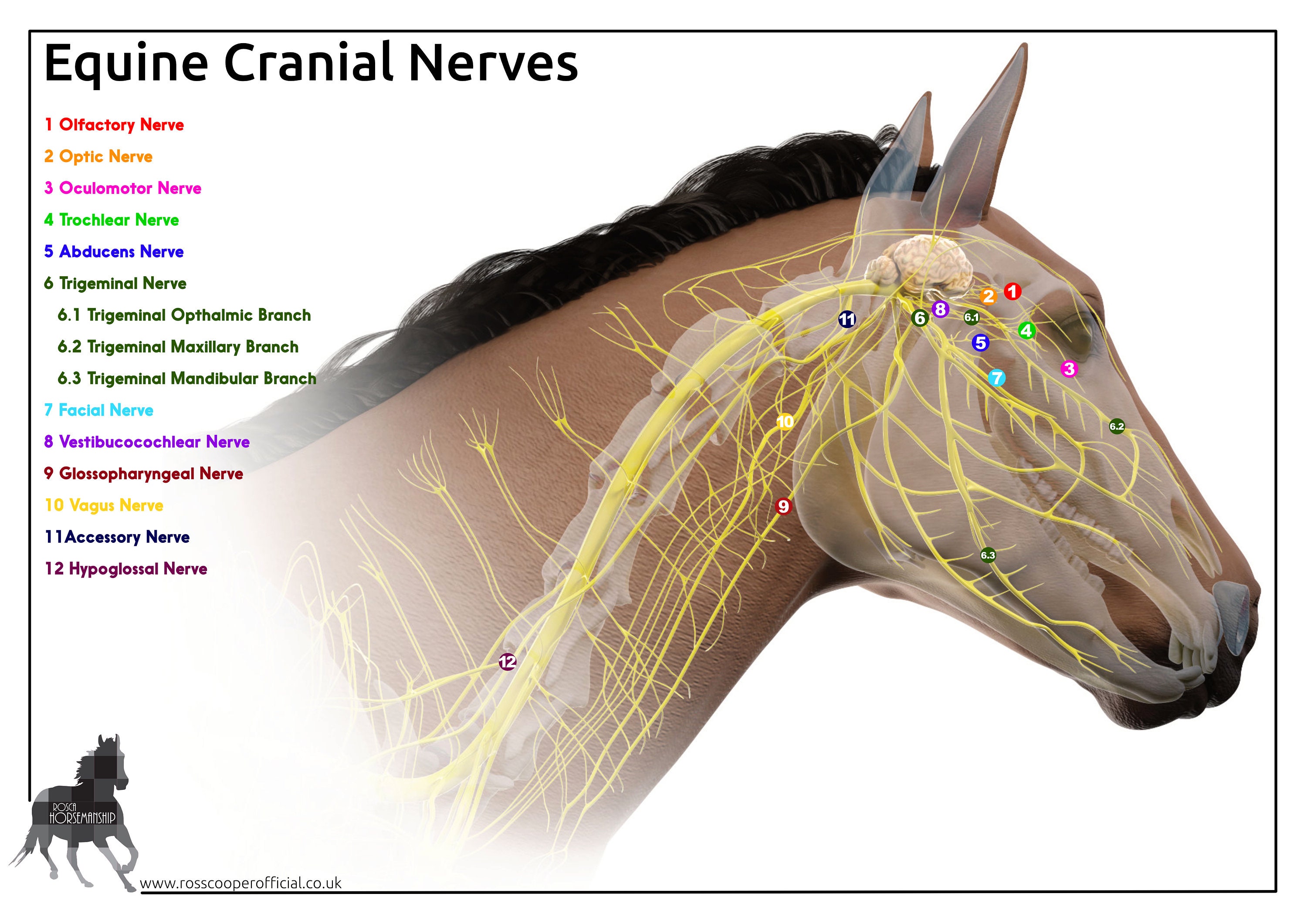 Equine Cranial Nerves Google Search Anatomy Charts Of vrogue.co